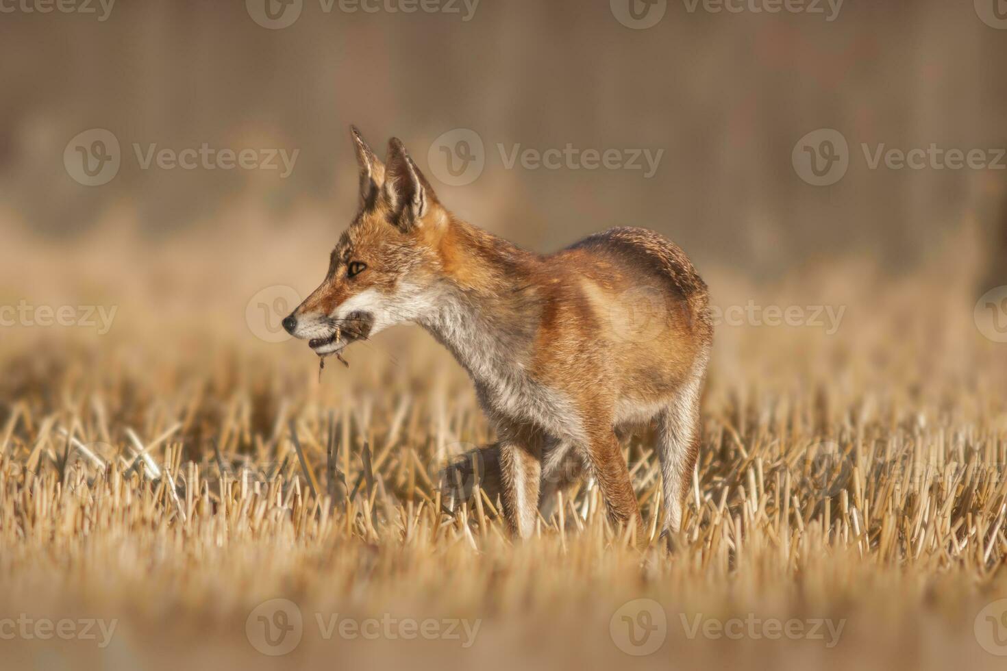 one red fox Vulpes vulpes stands on a harvested stubble field with a mouse in its snout and looks for prey photo