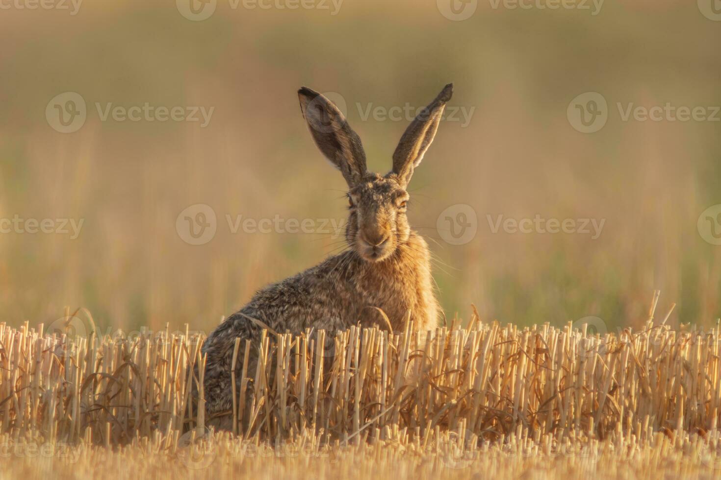 one European hare Lepus europaeus sits on a harvested stubble field photo