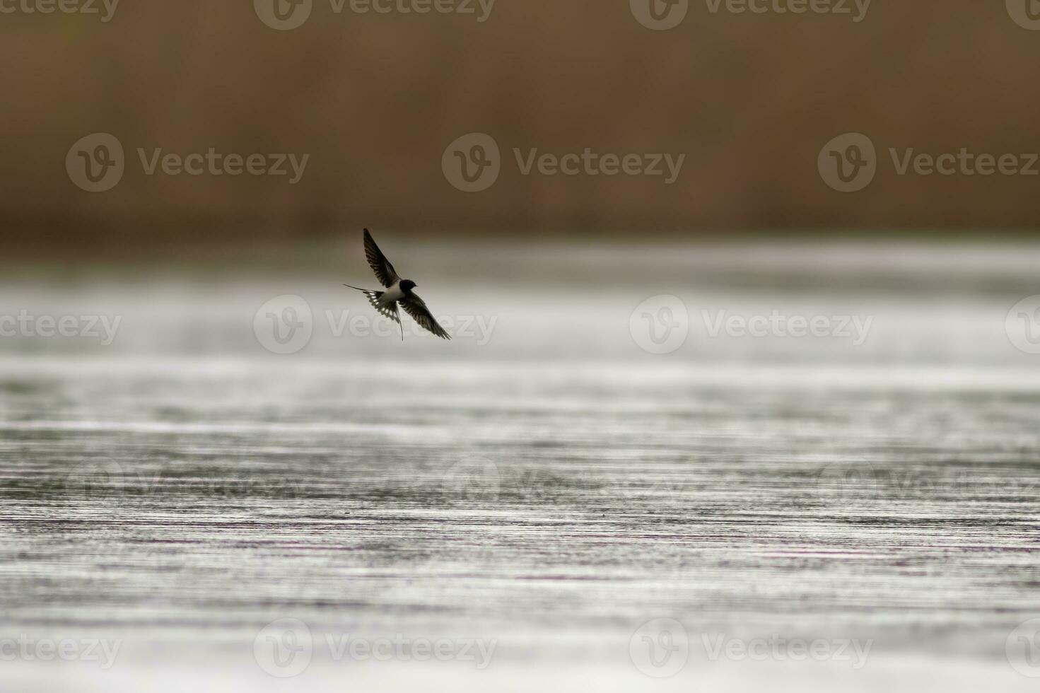 one barn swallow Hirundo rustica flies over a lake in search of insects photo