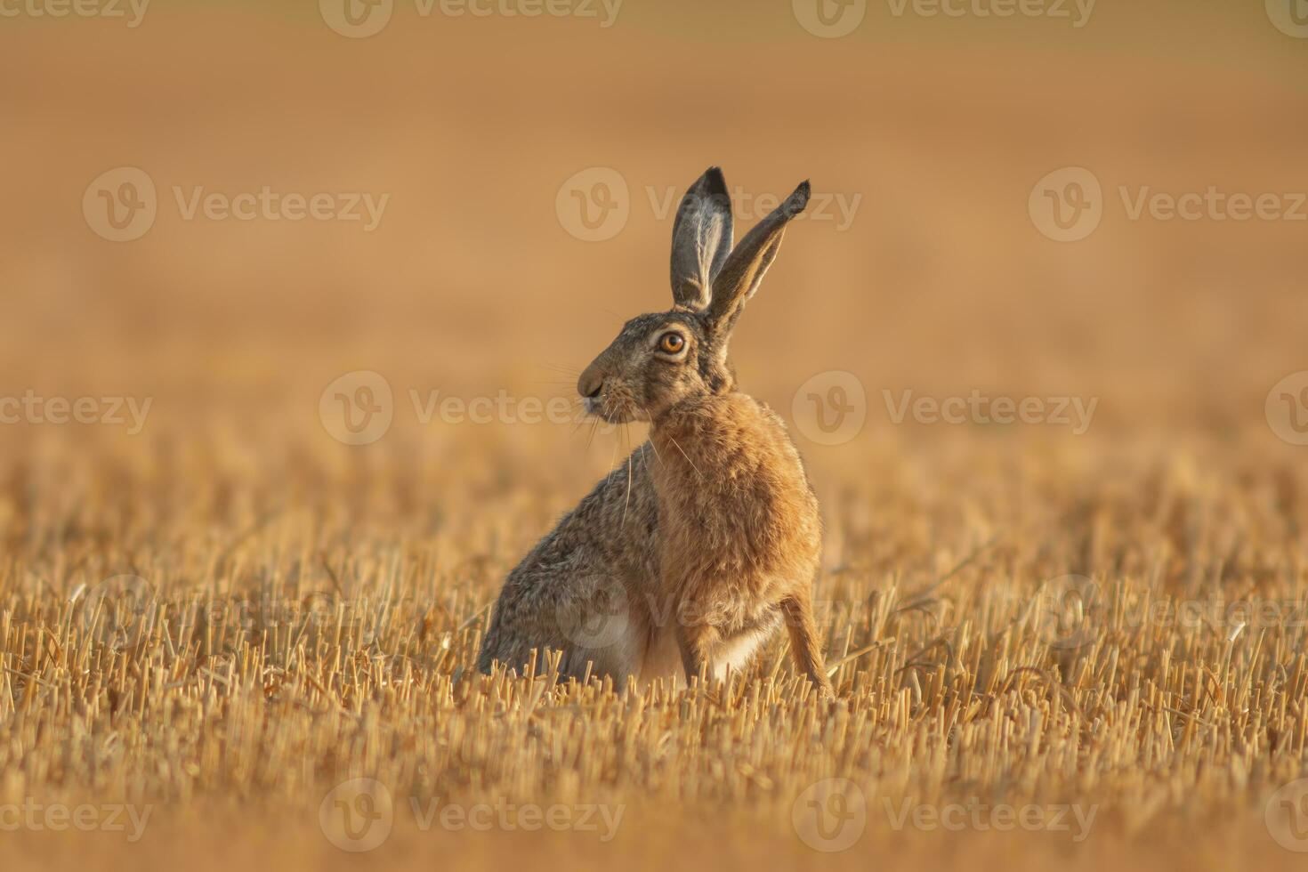 one European hare Lepus europaeus sits on a harvested stubble field photo