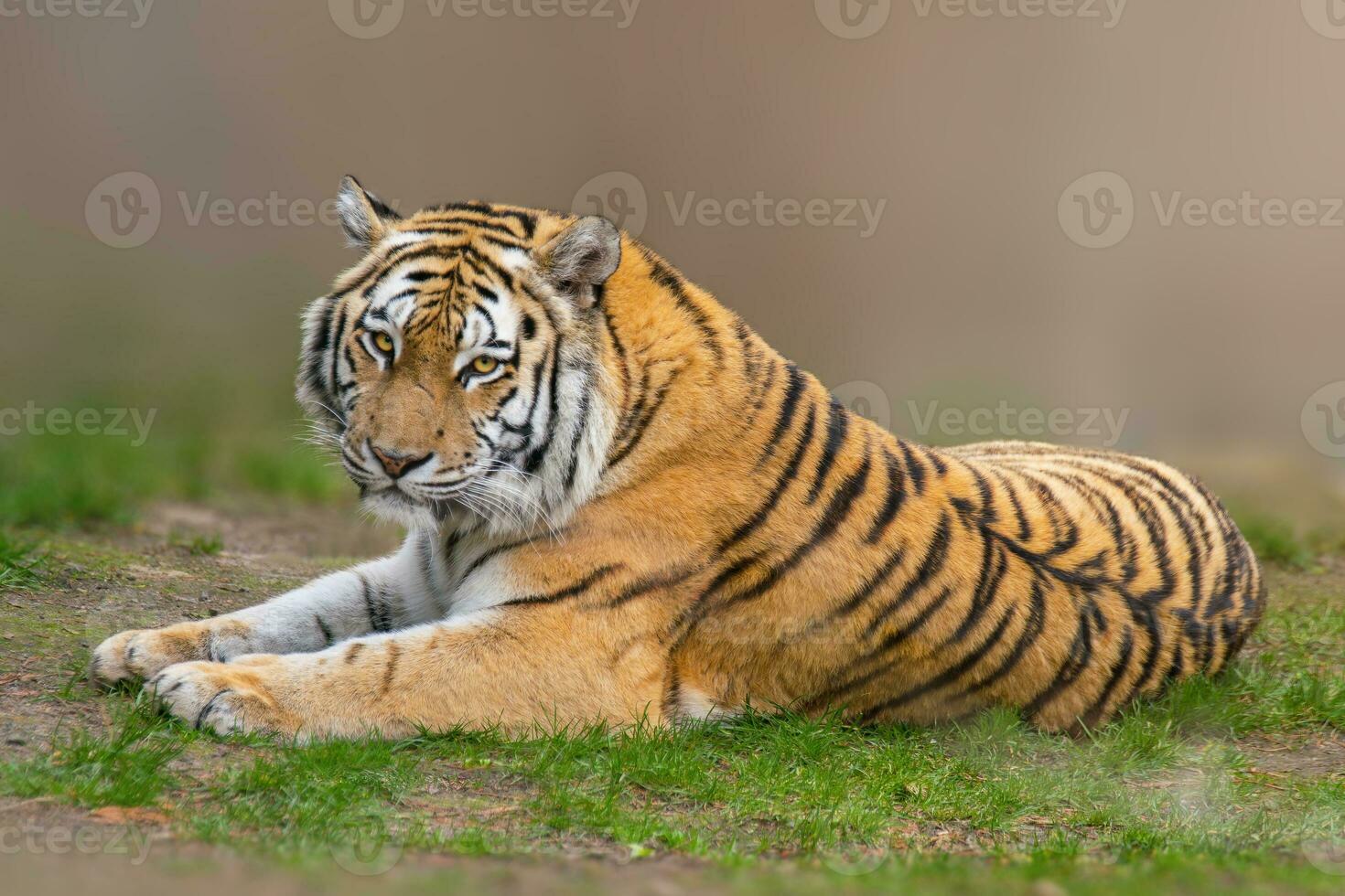 one large striped tiger Panthera tigris lies relaxed and enjoys the sun photo