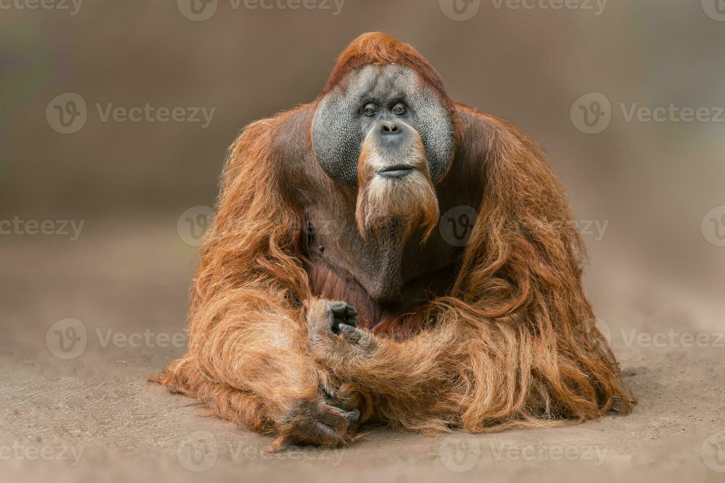 one Adult male orangutansits on the ground and relaxes photo