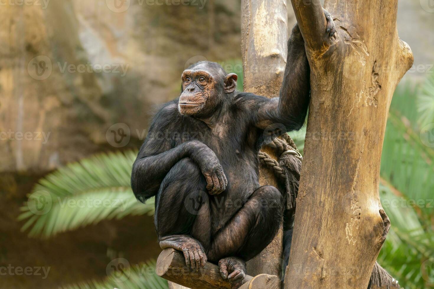 uno adulto chimpancé se sienta relajado en un árbol foto