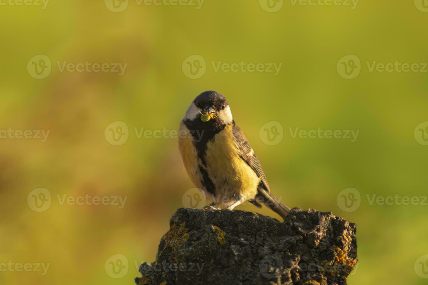 one great tit Parus major is sitting on a tree trunk and has a green spider in its beak photo
