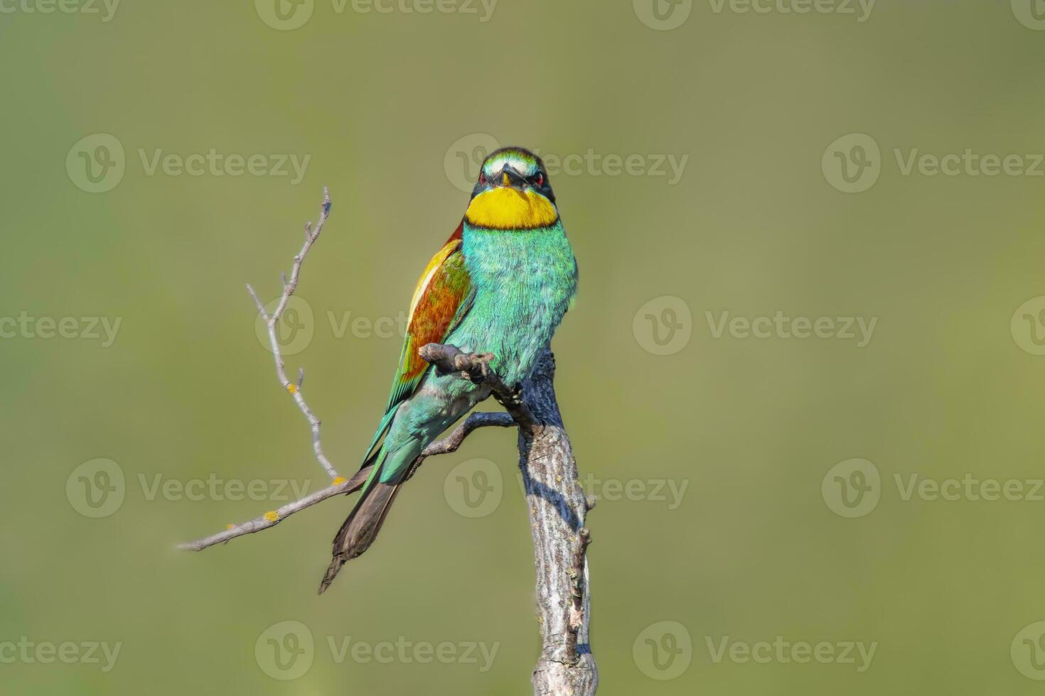 oe colorful bee-eater Merops apiaster sits on a branch and looks for insects photo