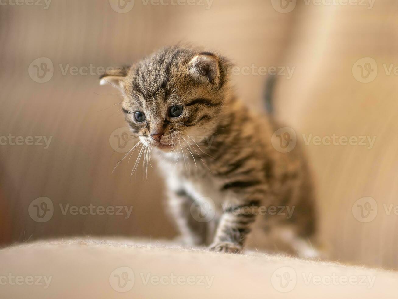 uno joven Doméstico a rayas gato felis catus mira linda foto