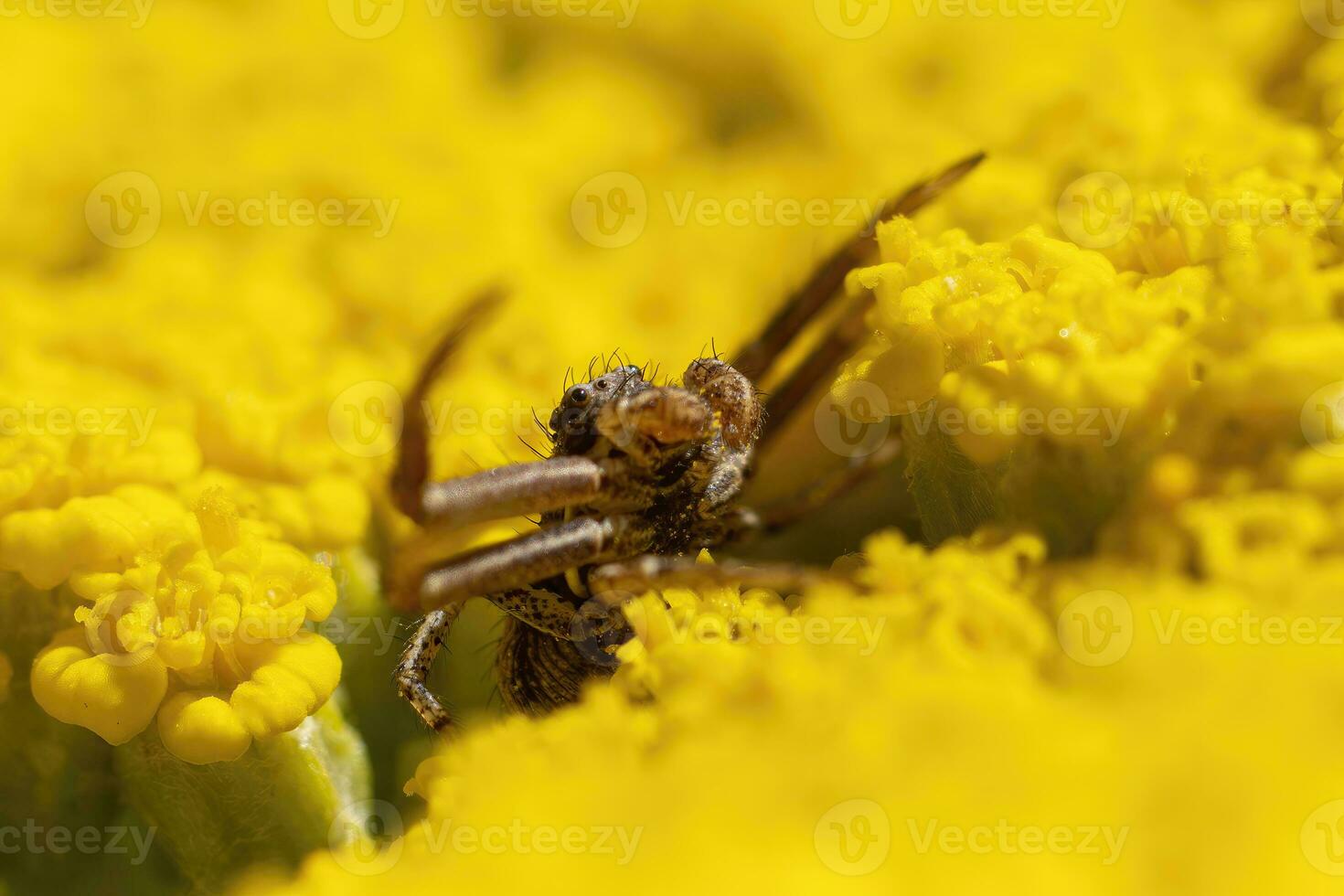one crab spider hides in a flower and waits for prey photo