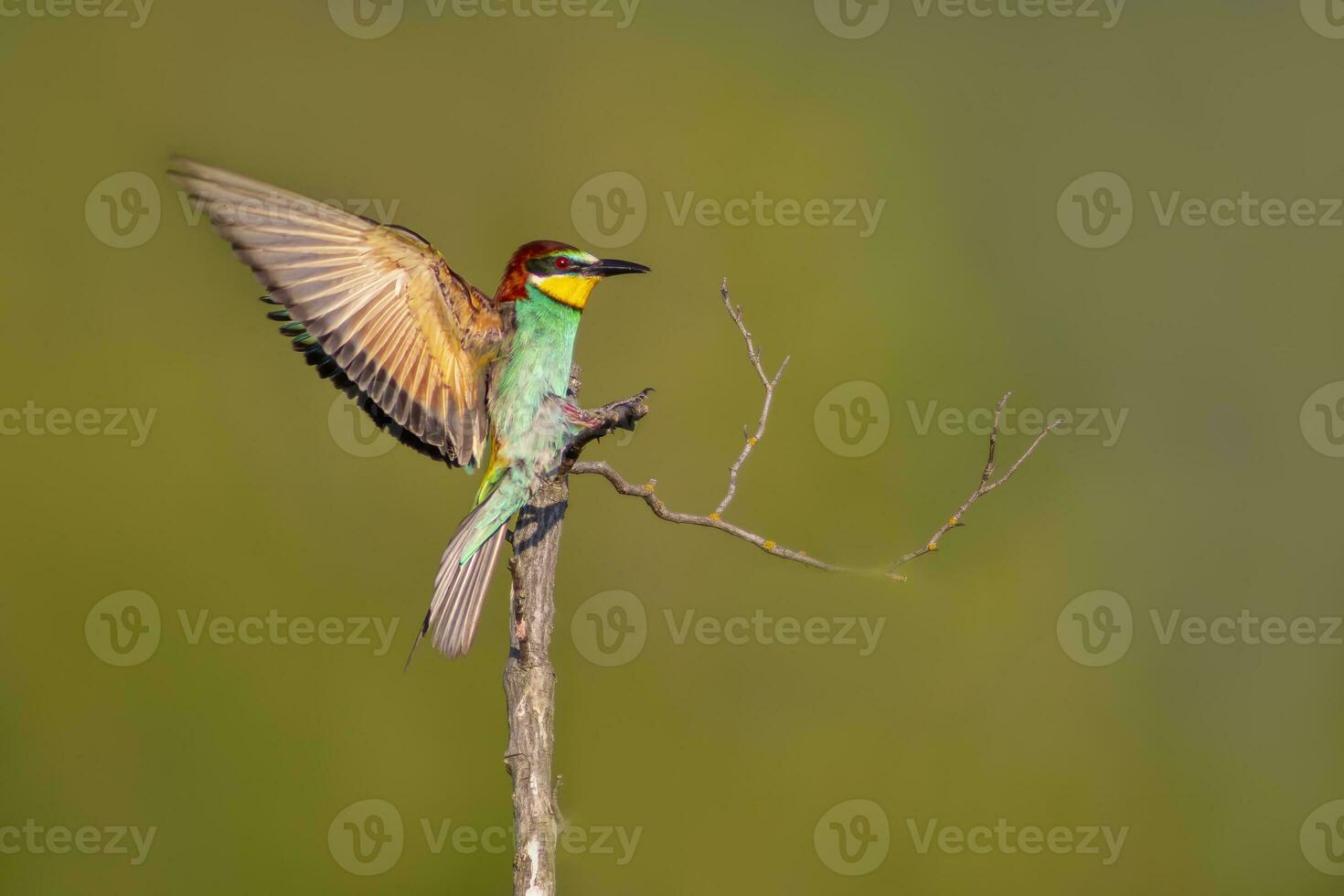 one colorful bee-eater Merops apiaster landing on a branch photo