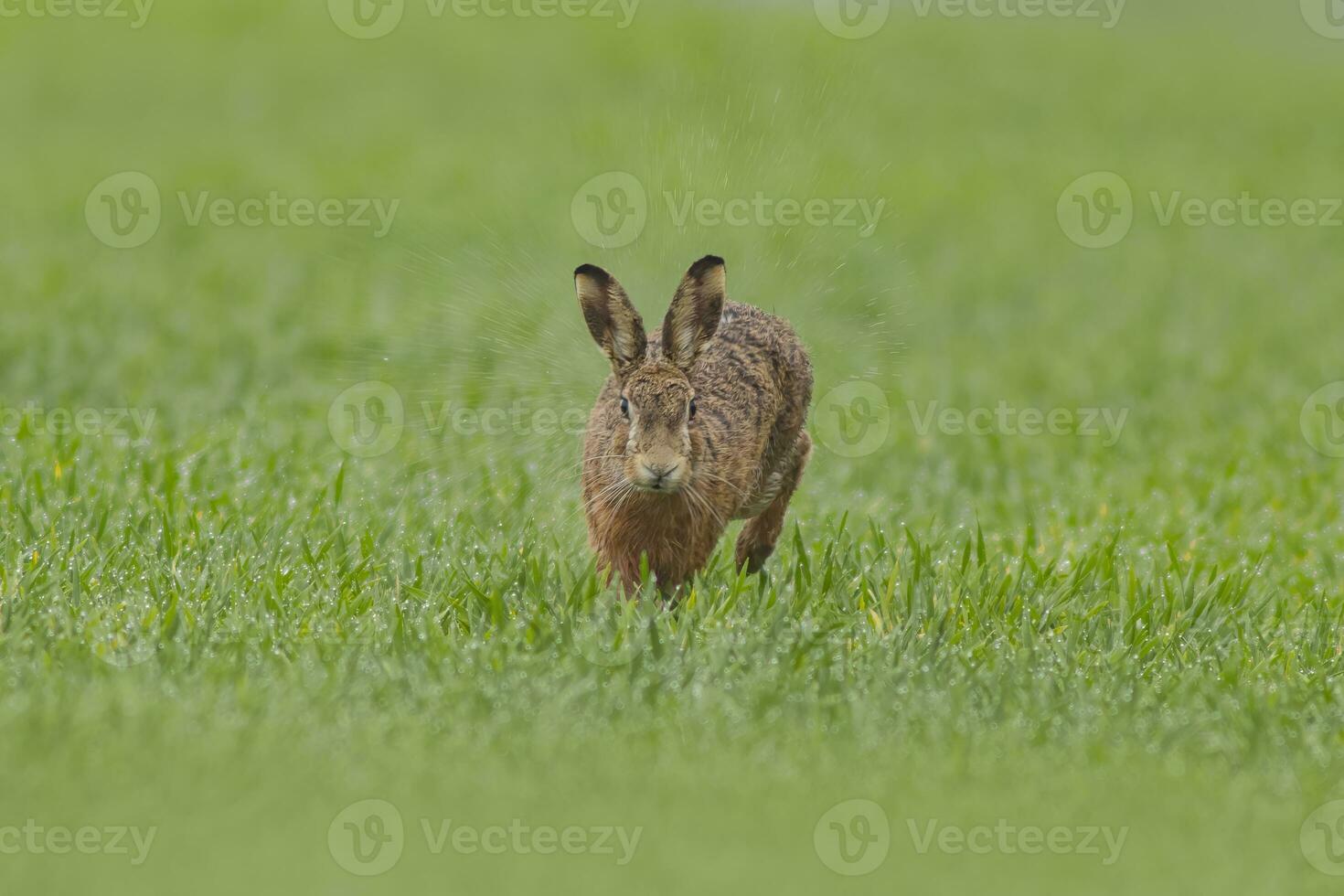 one Brown hare Lepus europaeusruns across a wet green field in the rain photo