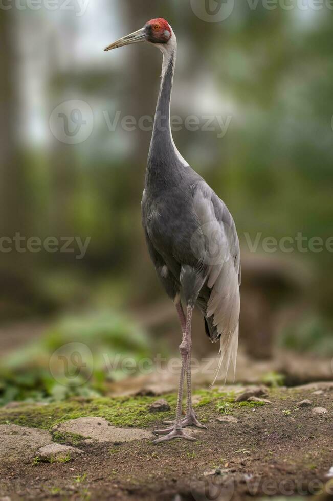 1 crane stands at the edge of a forest in spring photo