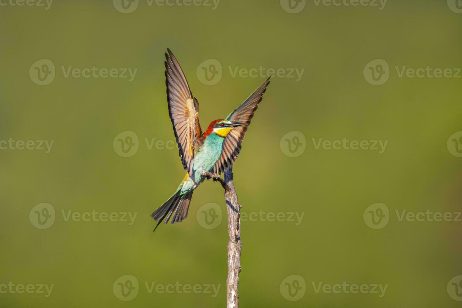 one colorful bee-eater Merops apiaster landing on a branch photo