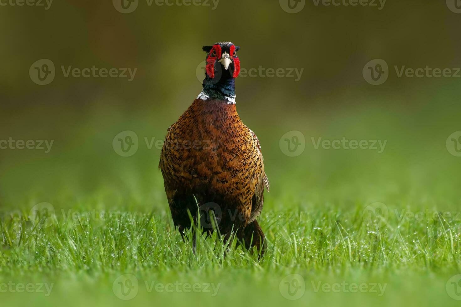 one pheasant rooster Phasianus colchicus stands on a green meadow photo