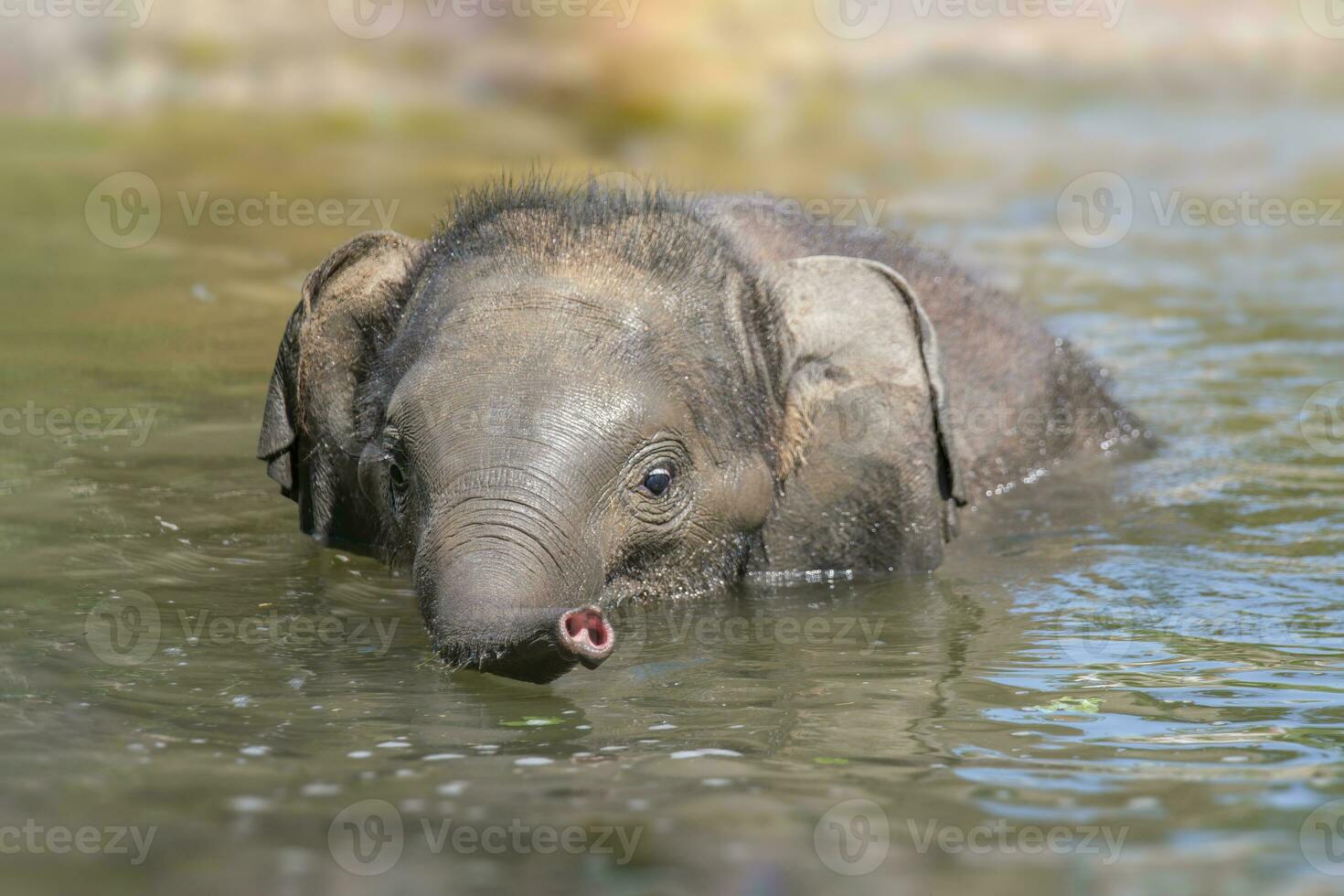 one young baby asian elephant swimming in a pond photo