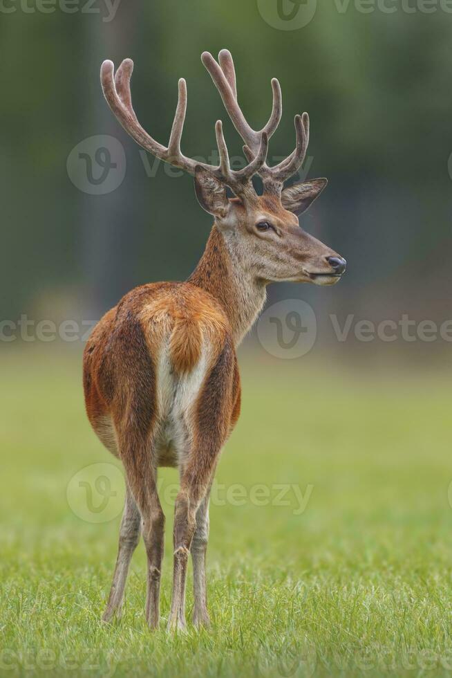 one Red deer buck Cervus elaphus with large antlers stands in a meadow photo