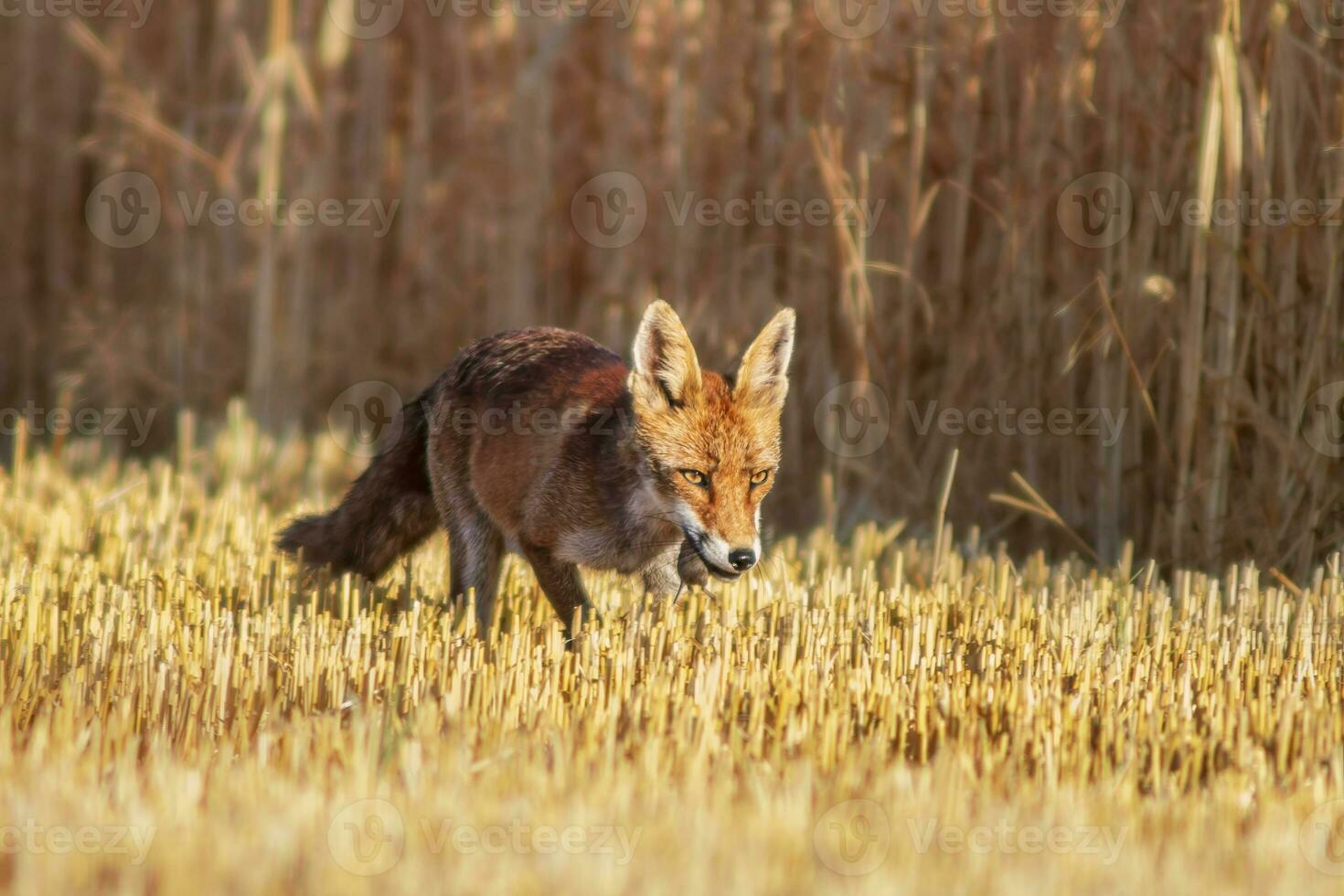 one red fox Vulpes vulpes stands on a harvested stubble field with a mouse in its snout and looks for prey photo
