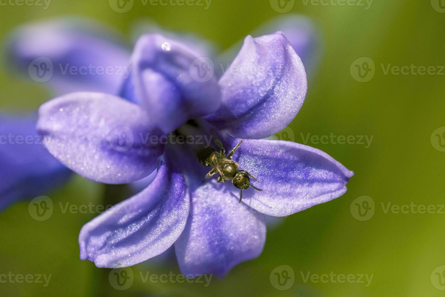 one bee sits on a flower and collects pollen and nectar photo