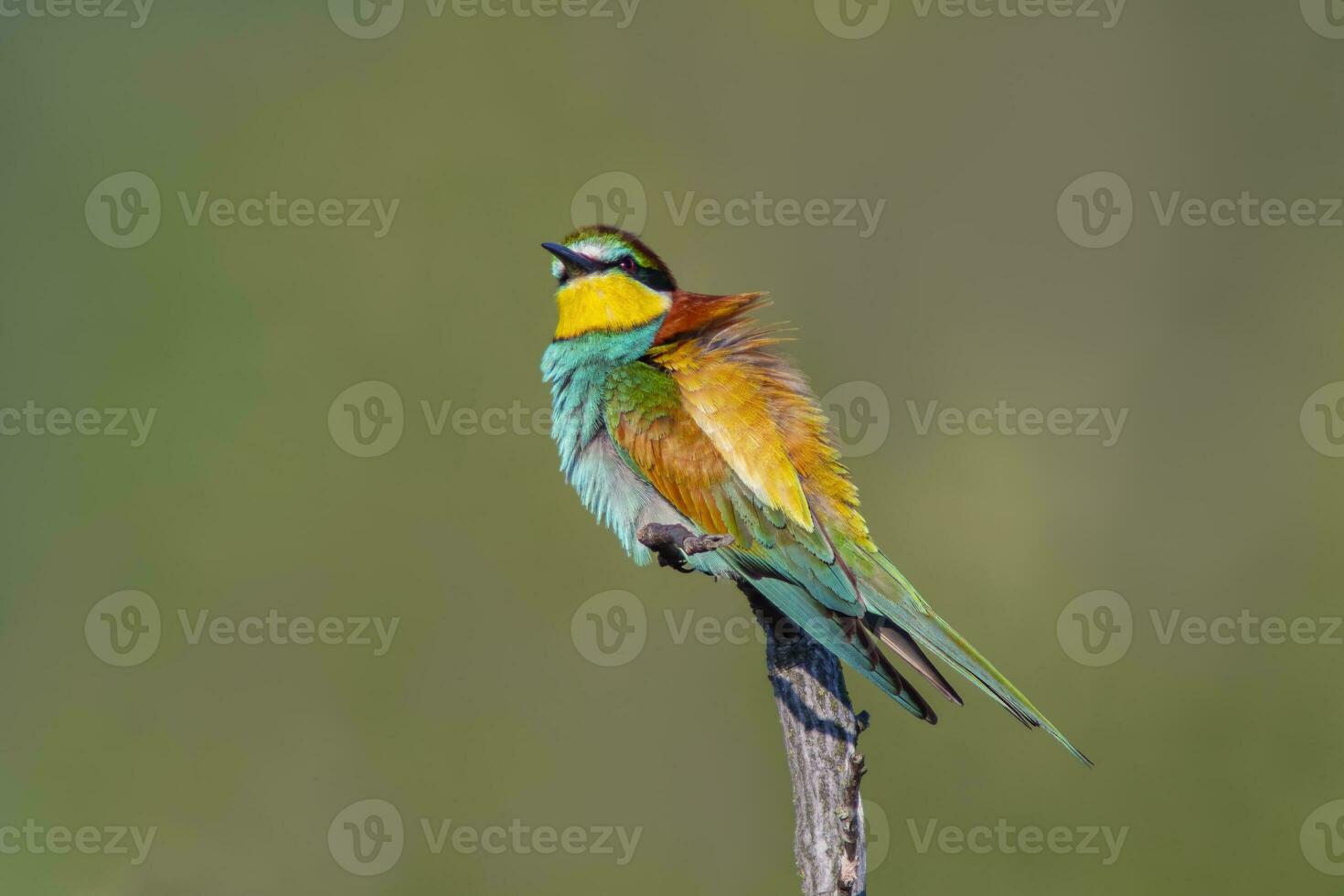 oe colorful bee-eater Merops apiaster sits on a branch and looks for insects photo