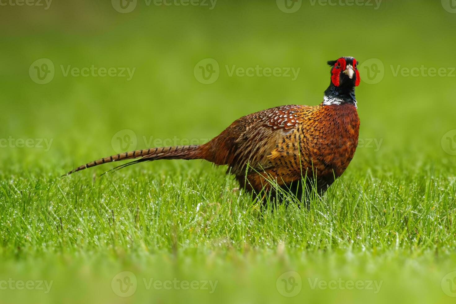 one pheasant rooster Phasianus colchicus stands on a green meadow photo