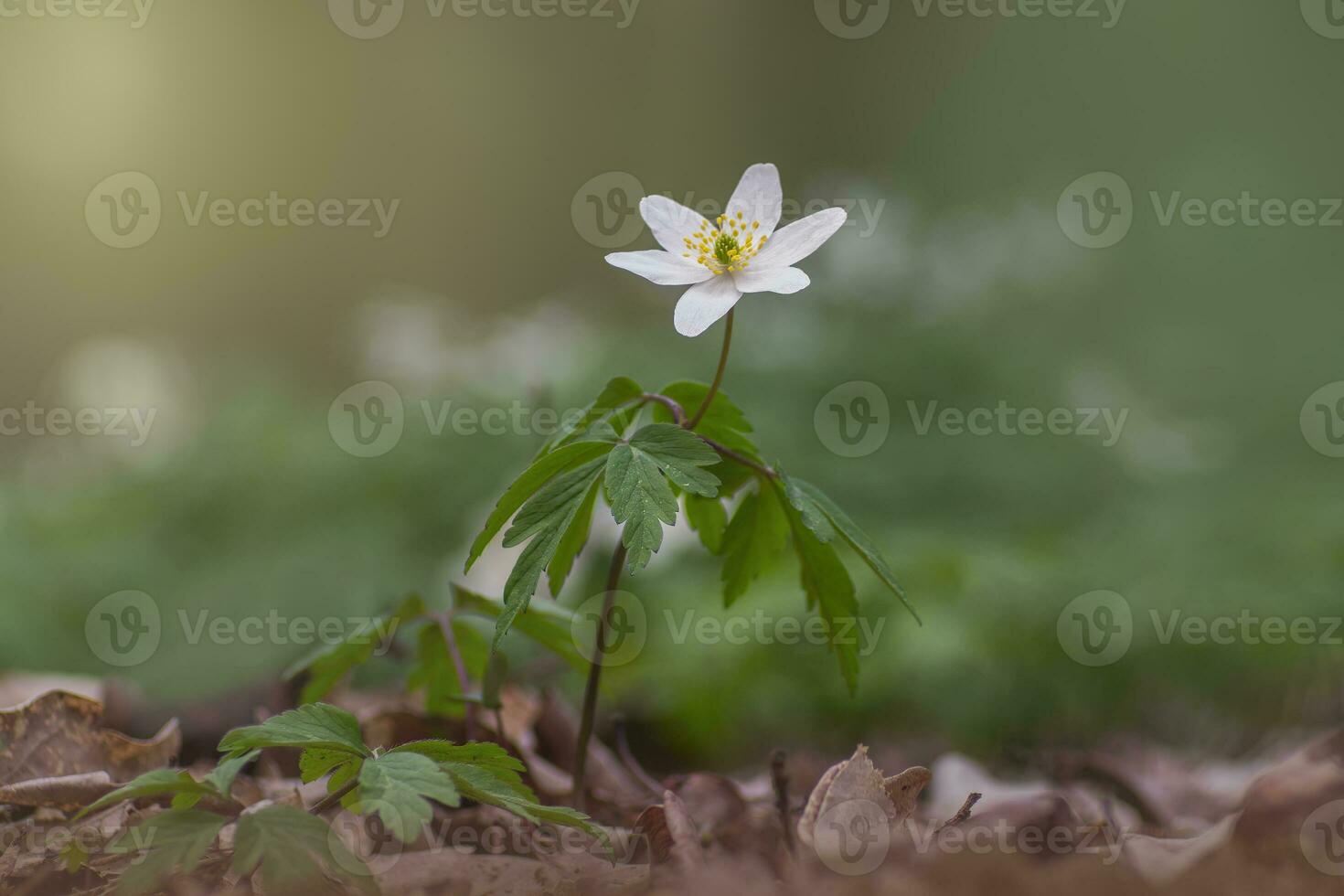 1 blooming wood anemone grows in the forest photo