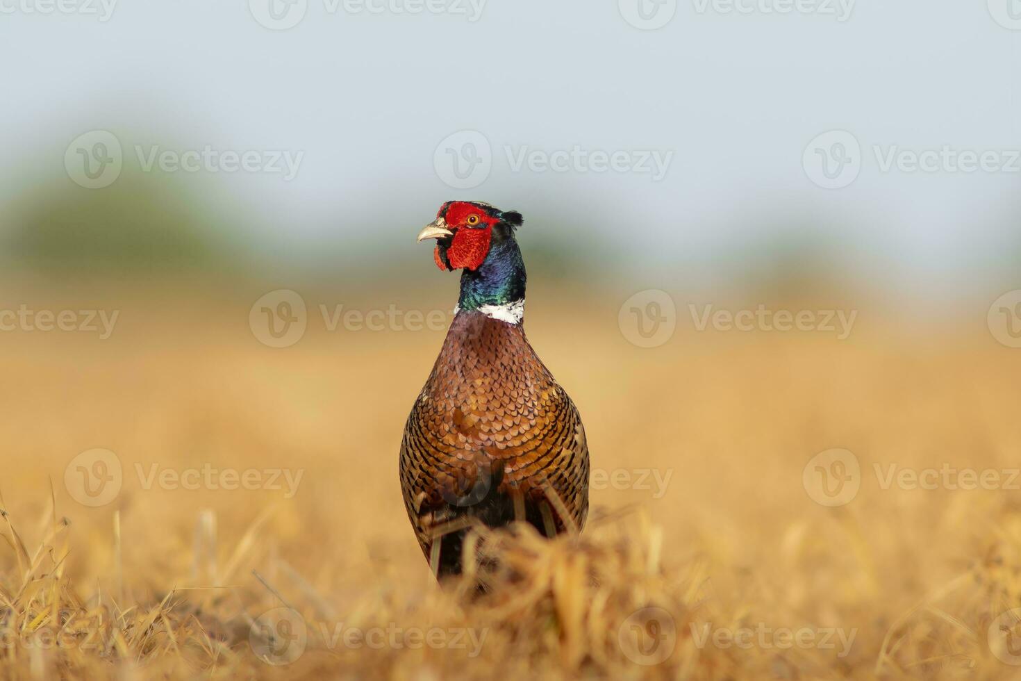 one Rooster pheasant Phasianus colchicus stands in a harvested field photo