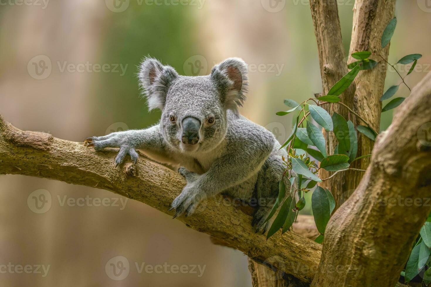 one Koala bear sits relaxed on a branch of a tree and looks very curious photo