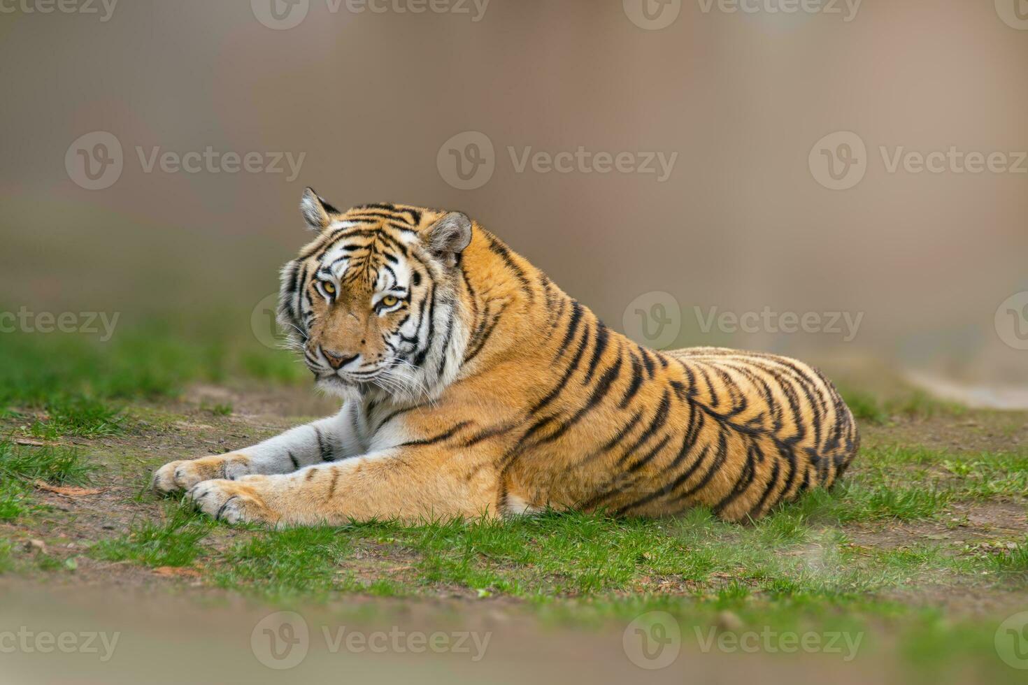 one large striped tiger Panthera tigris lies relaxed and enjoys the sun photo