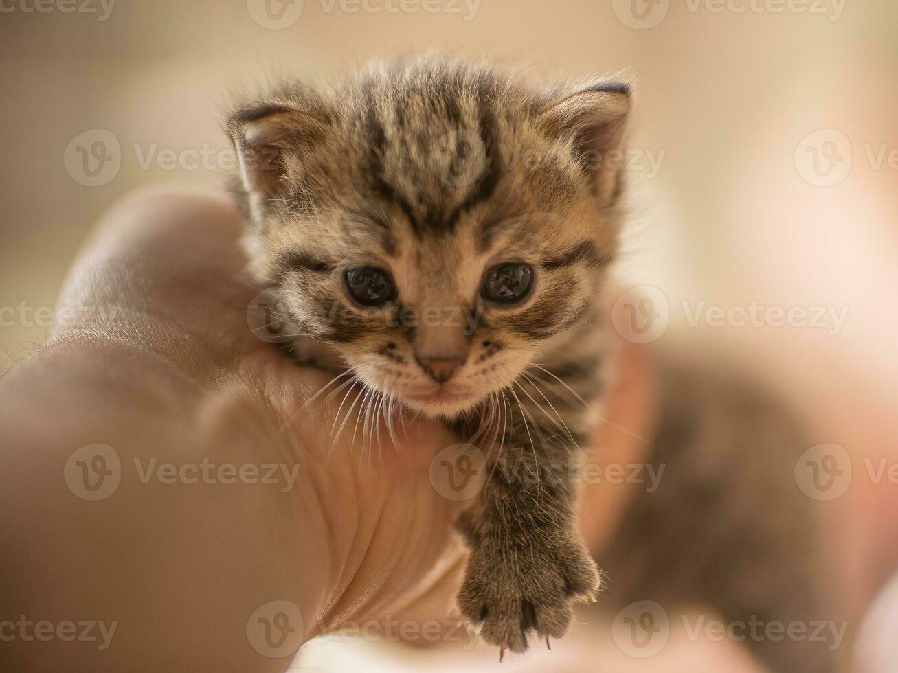 one young domestic striped cat Felis catus looks cute photo