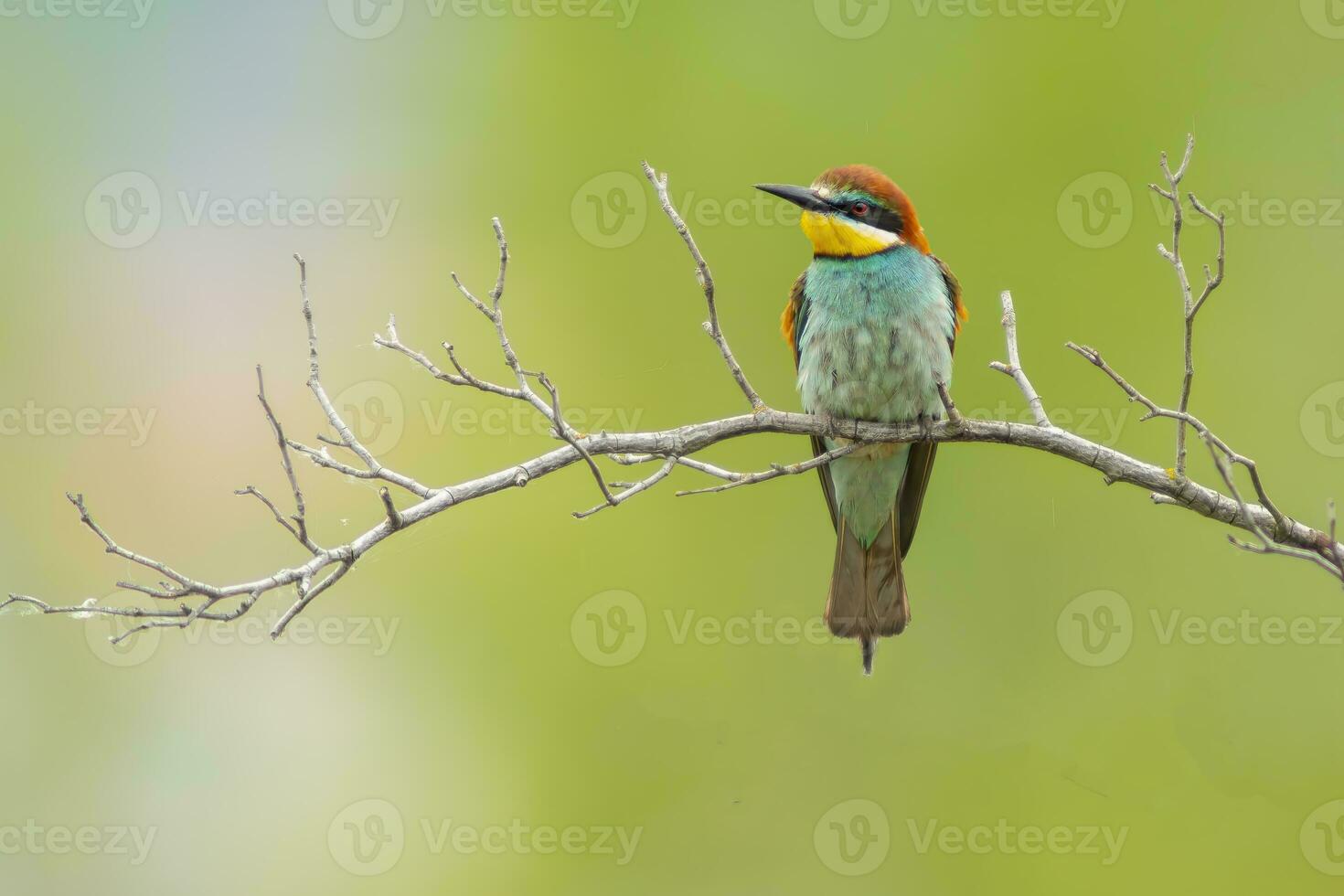 oe colorful bee-eater Merops apiaster sits on a branch and looks for insects photo