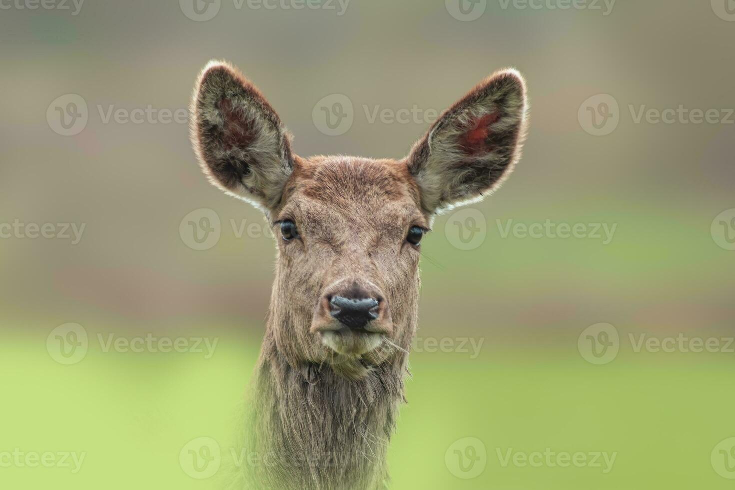 one Portrait of a red deer doe Cervus elaphus in a meadow photo