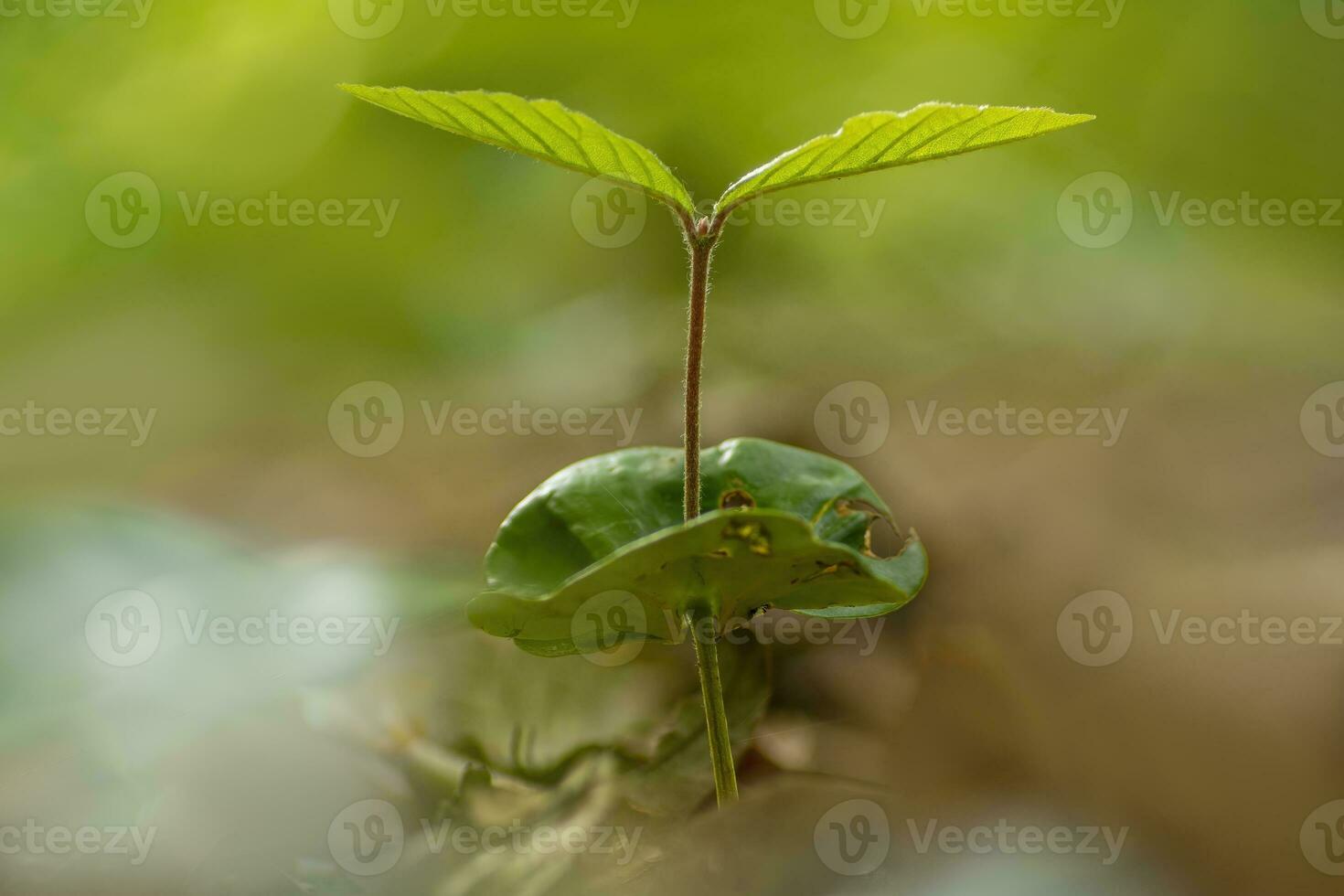 one young sprout of a beech tree grows in the forest photo