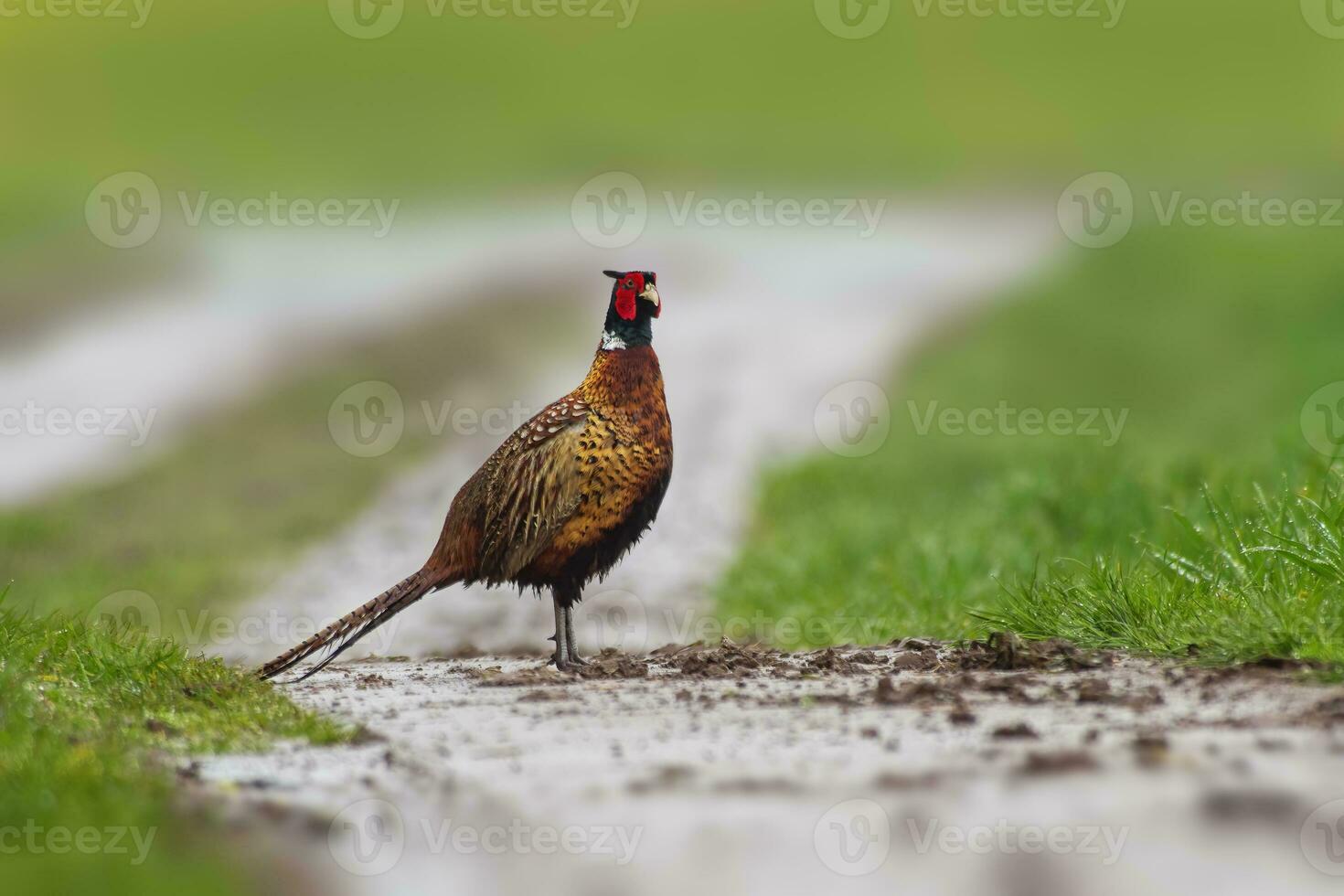 one pheasant rooster Phasianus colchicus stands on a dirt road photo