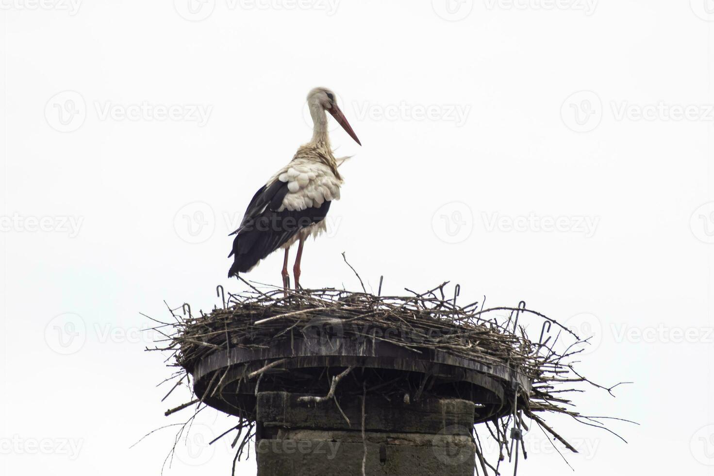 one stork ciconia ciconia stands in its nest and looks over the landscape photo