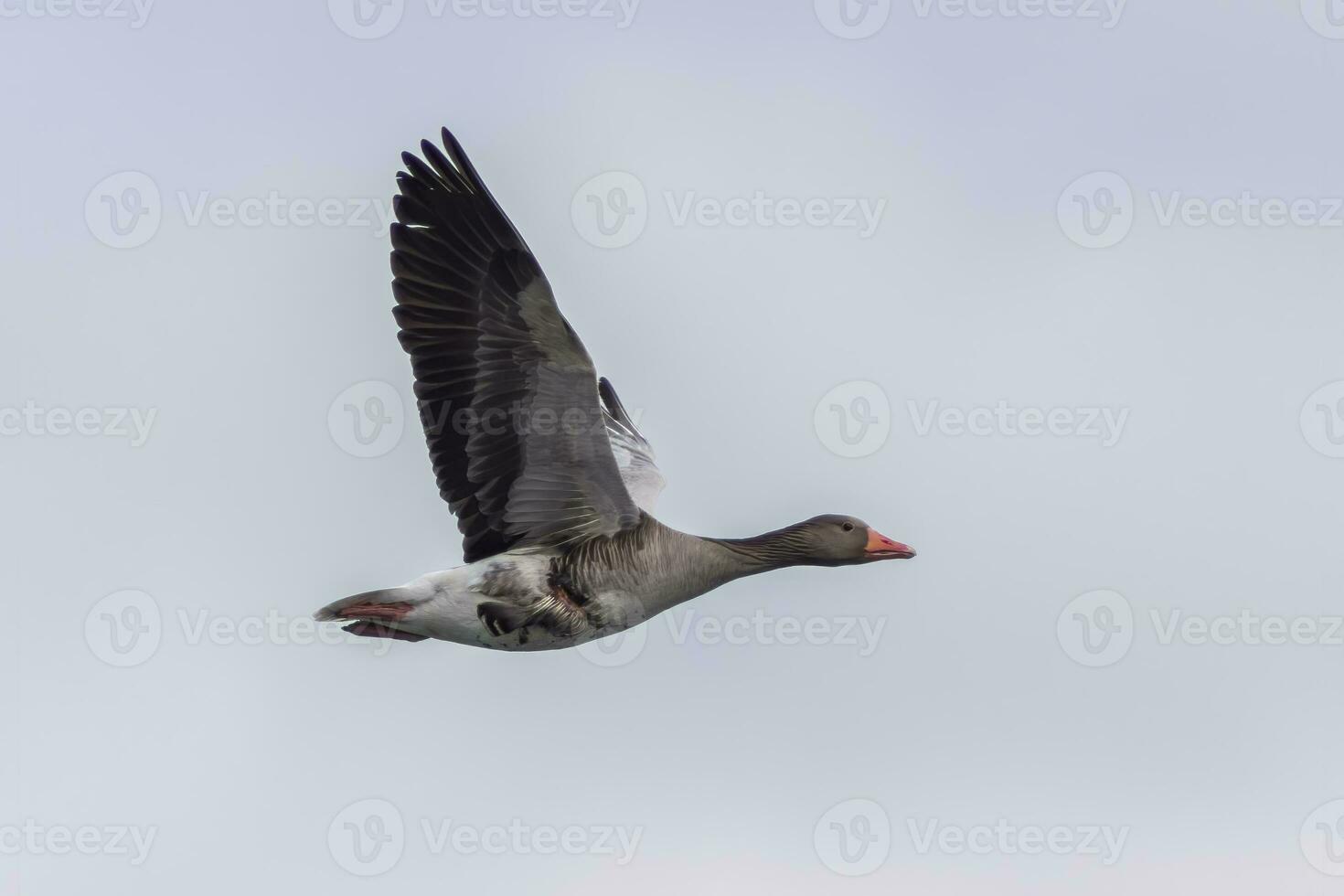 one greylag goose Anser anser flies in flight photo