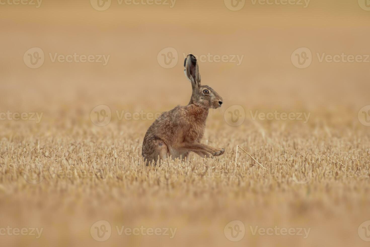 one European hare Lepus europaeus sits on a harvested stubble field photo