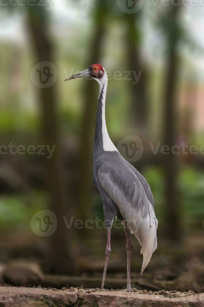 1 crane stands at the edge of a forest in spring photo