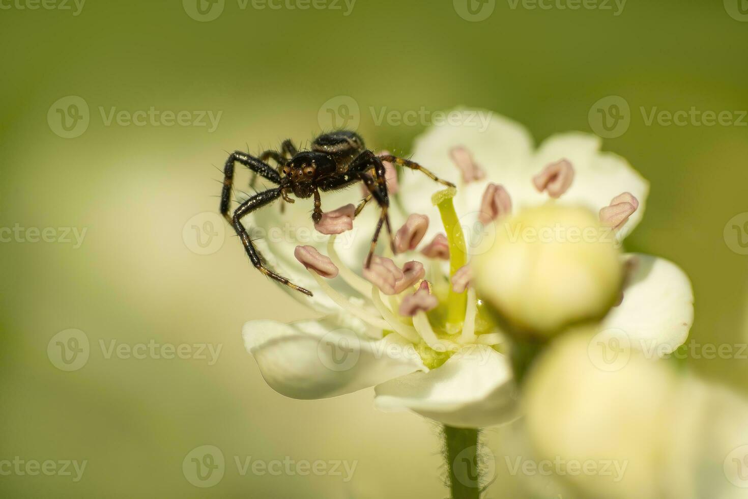 one crab spider hides in a flower and waits for prey photo