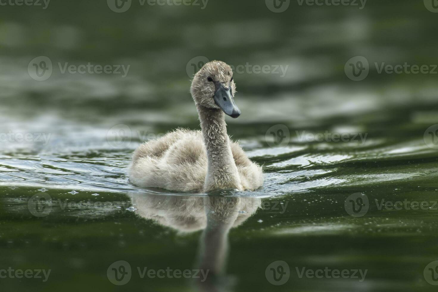 one young mute swan Cygnus olor chick swims on a reflecting lake photo