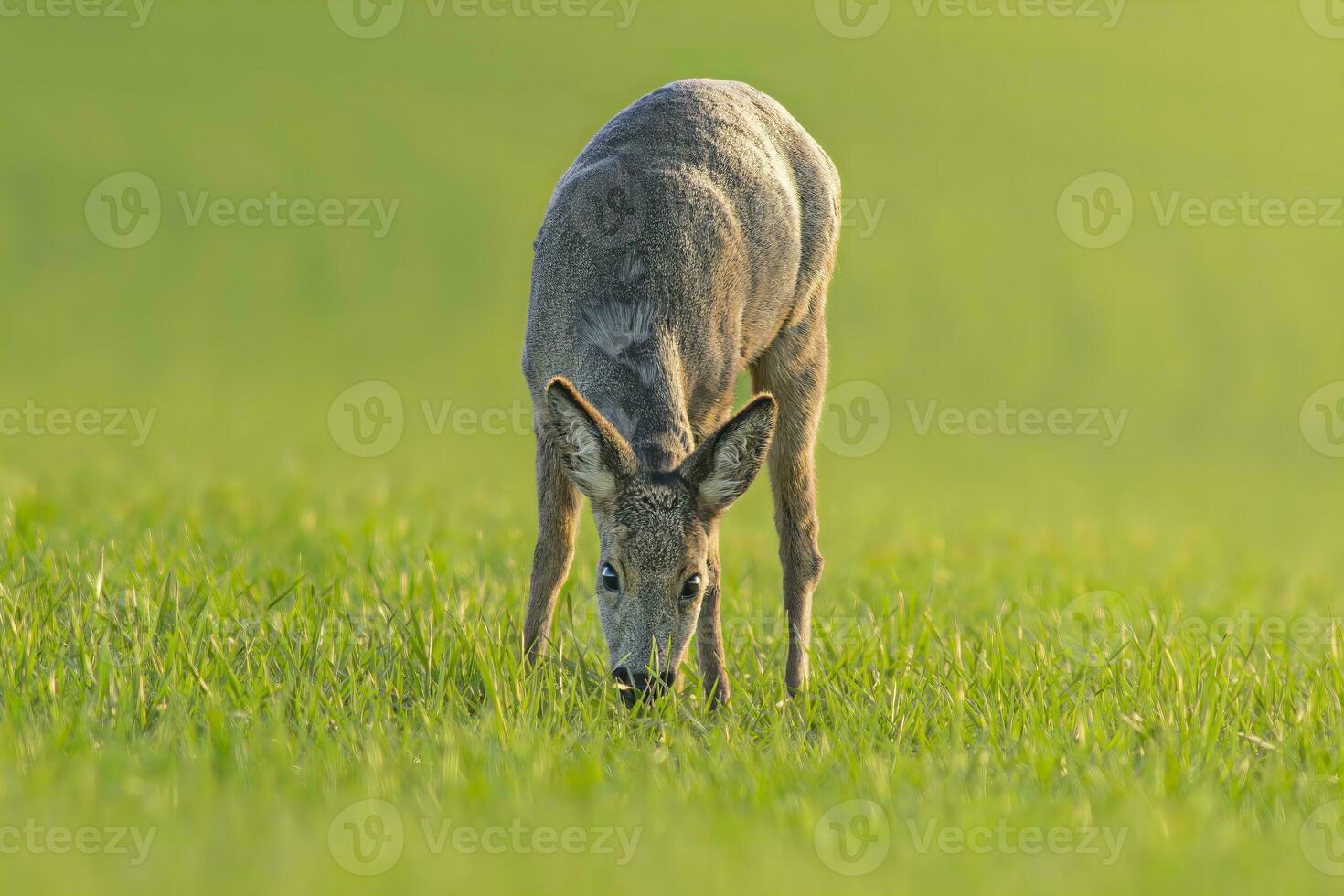 one Roe deer doe Capreolus capreolus stands on a green meadow and eats photo