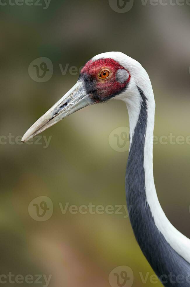 a portrait of a beautiful crane photo