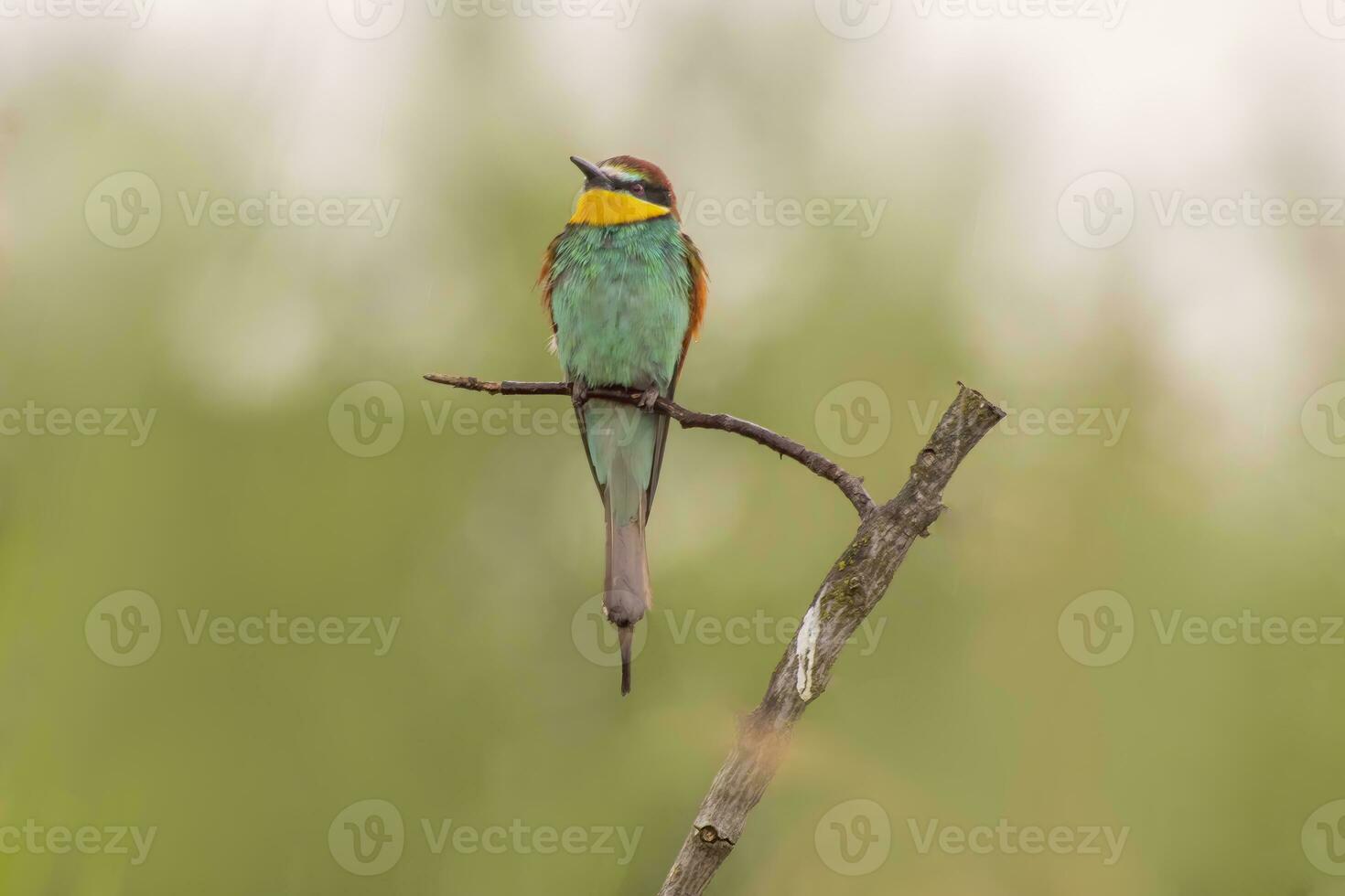 oe colorful bee-eater Merops apiaster sits on a branch and looks for insects photo