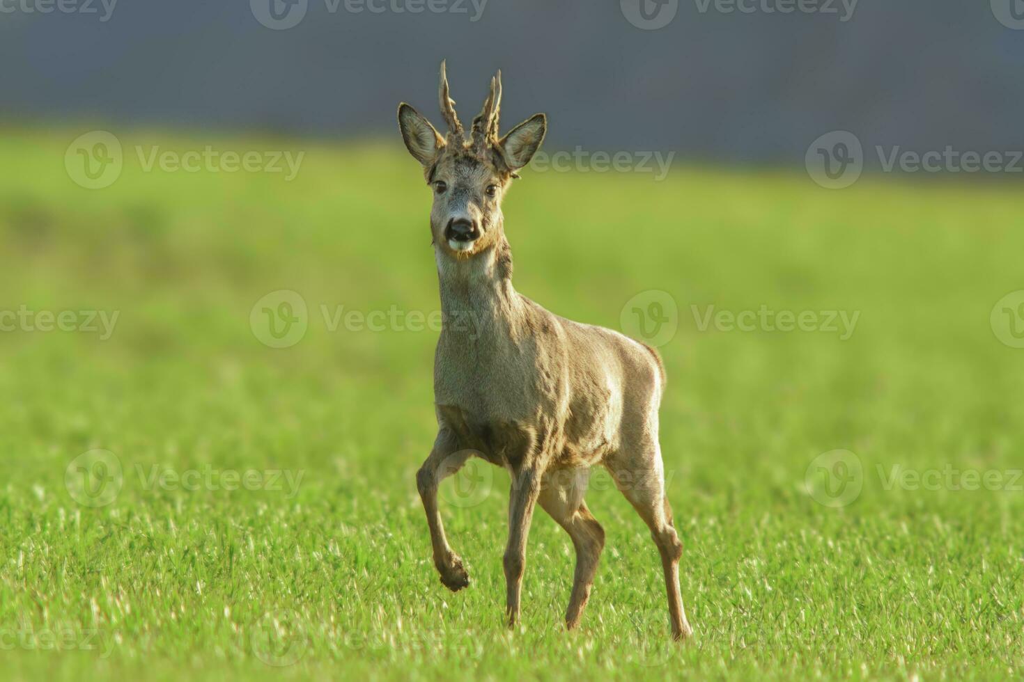 uno hueva ciervo dólar capreolus capreolus soportes en un verde prado y come foto