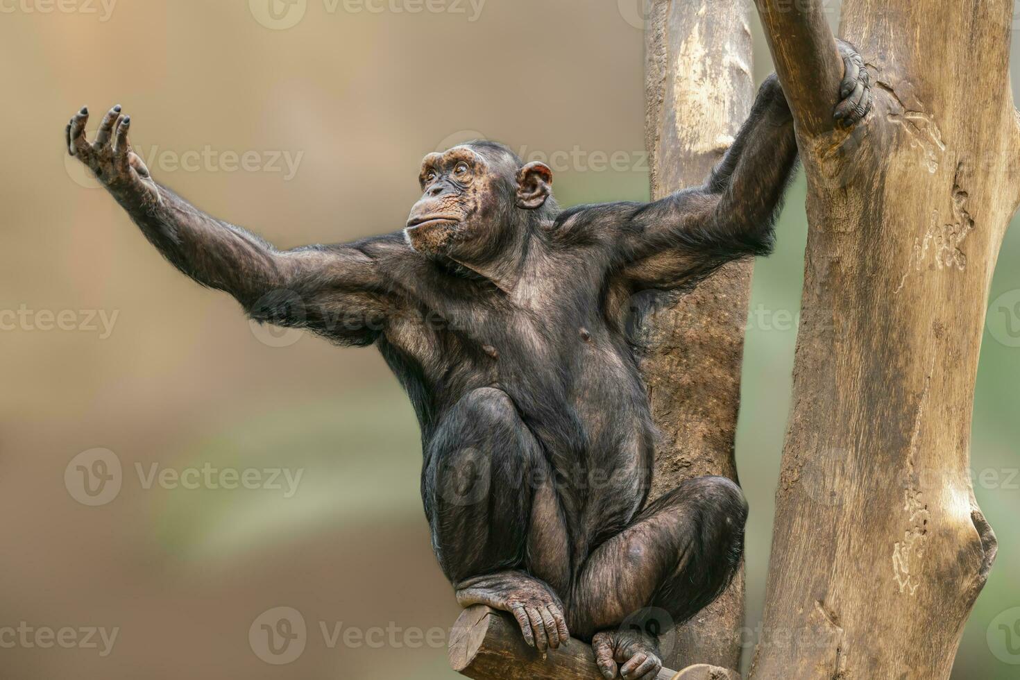 one adult chimpanzee sitting in a tree stretching out his arm begging photo