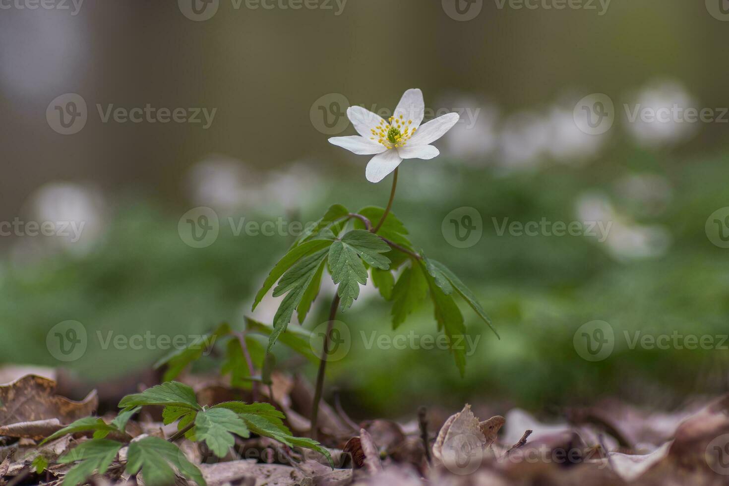 1 blooming wood anemone grows in the forest photo