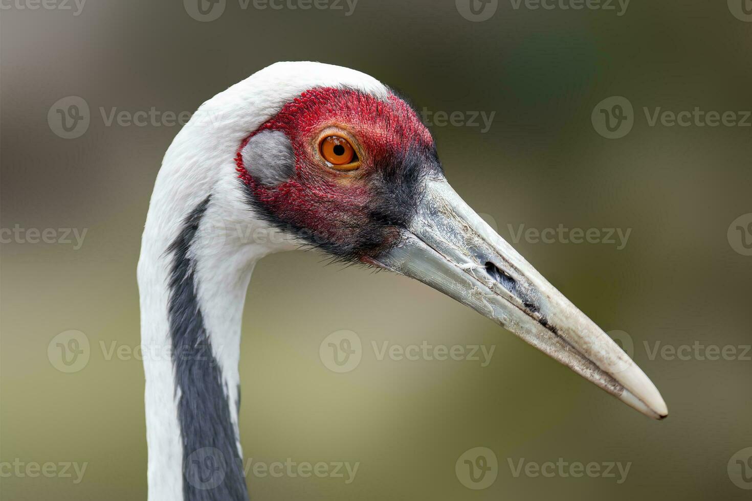 un retrato de un hermosa grua foto