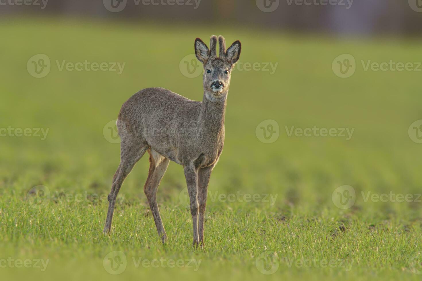 one Roe deer buck Capreolus capreolus stands on a green meadow and eats photo