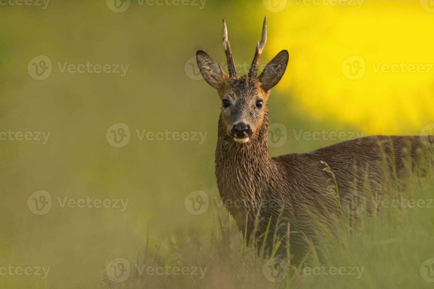 one Roe deer buck Capreolus capreolus stands on a green meadow and eats photo