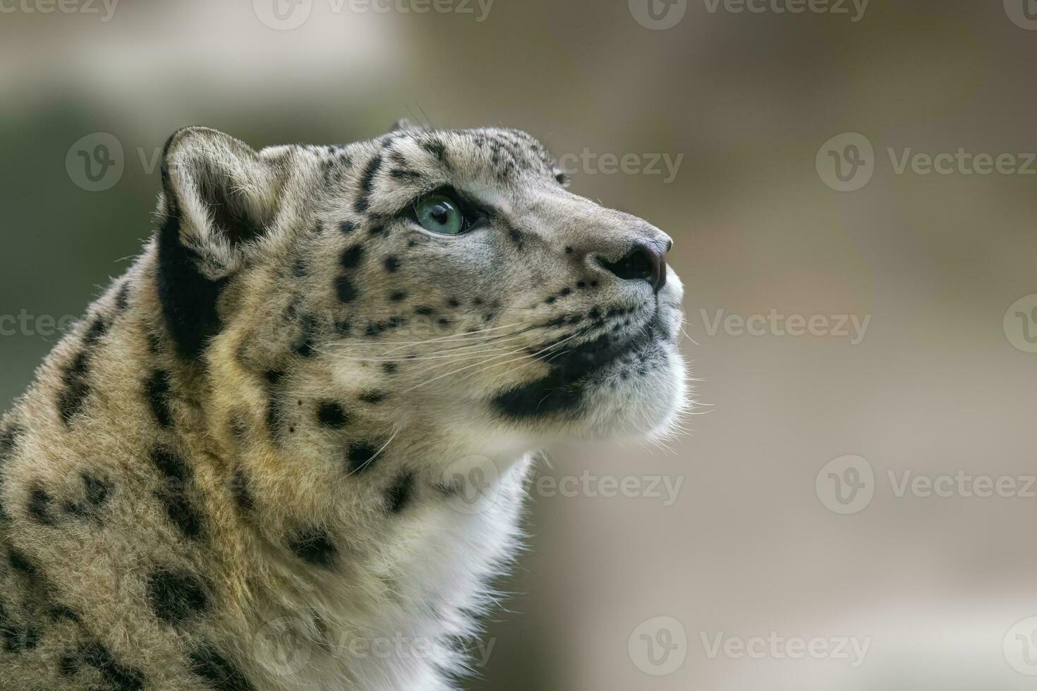 uno retrato de un agraciado nieve leopardo panthera uncia foto