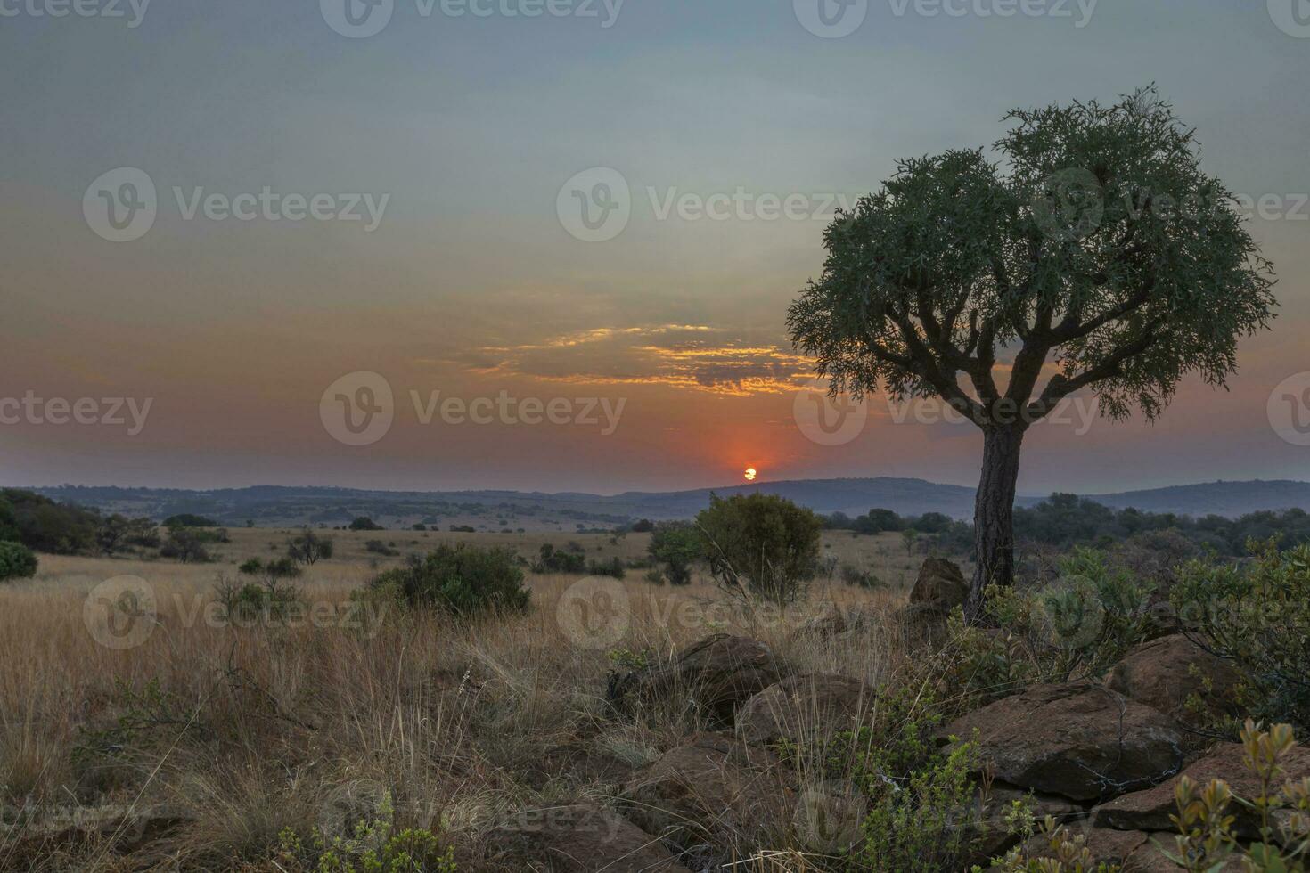 Cabbage tree at sunset Magaliesberg photo