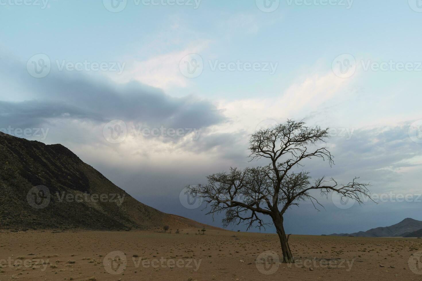 Lone dry acacia tree against blue sky and dark clouds photo