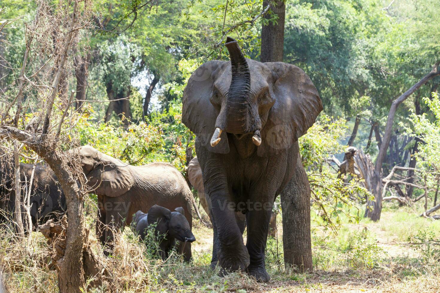 Large elephant sniff the air to protect small little elephant photo